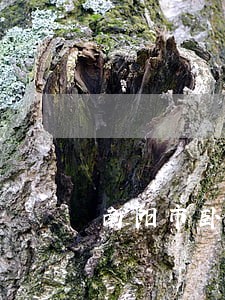 南阳市卧龙区城建局法律顾问 南阳市卧龙区城建局法律顾问