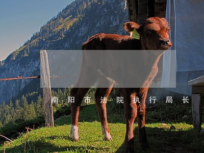 南阳市法院执行局长