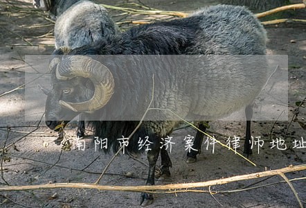 南阳市经济案件律师地址 南阳市经济案件律师地址