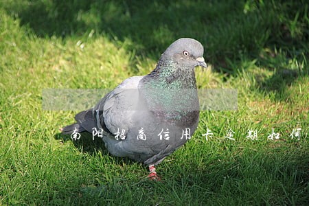 南阳招商信用卡逾期如何处理 南阳招商信用卡逾期如何处理