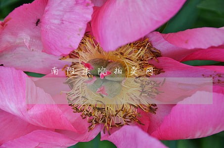 南阳法院拍卖网 南阳法院拍卖网