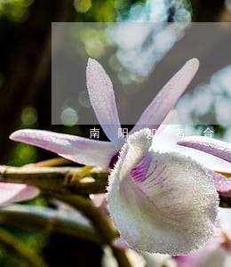 南阳知名合同诉讼律师 南阳知名合同诉讼律师