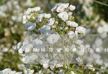 南阳网贷逾期停息挂账利息结清 南阳网贷逾期停息挂账利息结清