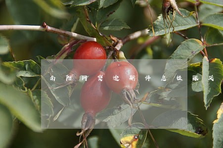 南阳网贷逾期停息挂账延迟还款 南阳网贷逾期停息挂账延迟还款