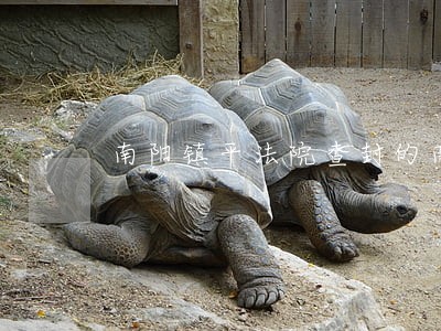 南阳镇平法院查封的南都领域