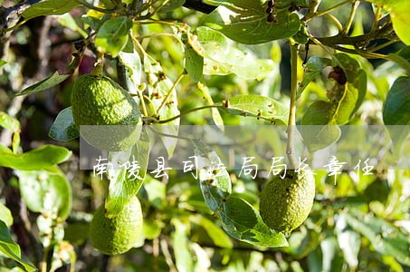 南陵县司法局局长章任 南陵县司法局局长章任