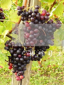 博州司法局局长 博州司法局局长