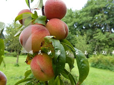 博民快易贷最高逾期是多少天 博民快易贷最高逾期是多少天