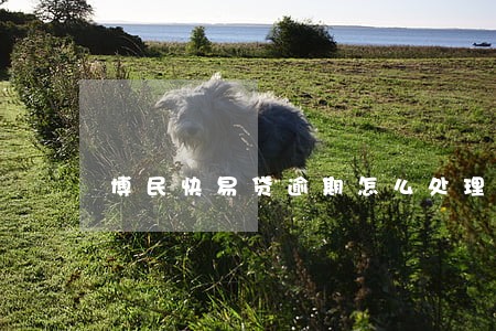 博民快易贷逾期怎么处理 博民快易贷逾期怎么处理