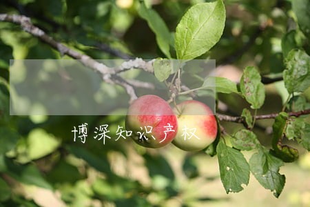 博深知识产权