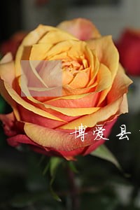 博爱县抵押担保在线律师