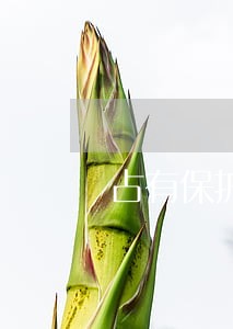 占有保护请求基础法律关系 占有保护请求基础法律关系