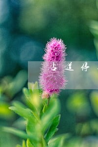 占道停车违法 占道停车违法