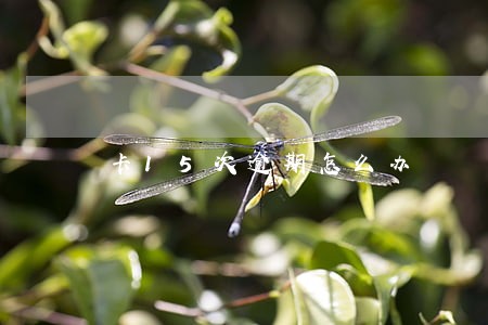 卡15次逾期怎么办