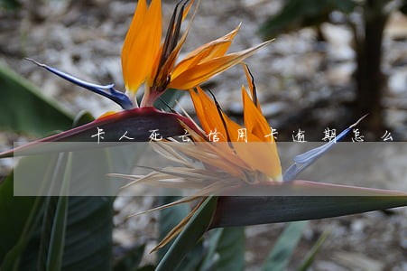 卡人死亡信用卡逾期怎么处理