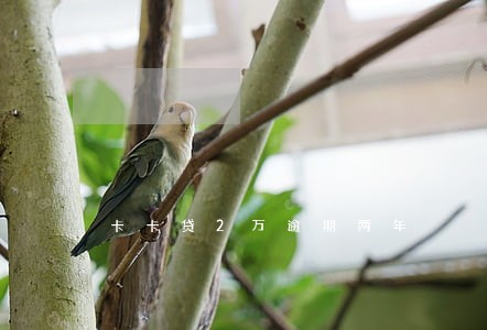 卡卡贷2万逾期两年 卡卡贷2万逾期两年