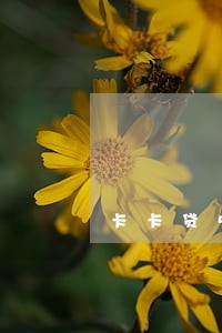 卡卡贷5万逾期