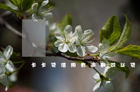 卡卡贷信用有逾期可以贷款吗 卡卡贷信用有逾期可以贷款吗