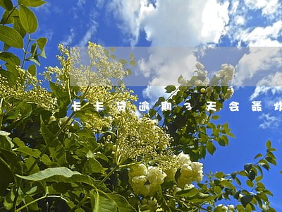 卡卡贷逾期3天会轰炸吗