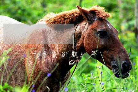 卡卡贷逾期5年 卡卡贷逾期5年