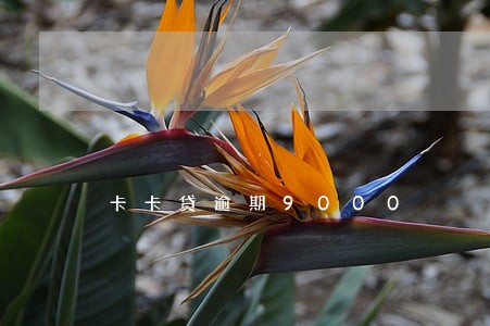 卡卡贷逾期9000