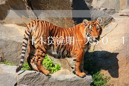 卡卡贷逾期一天50-100 卡卡贷逾期一天50-100