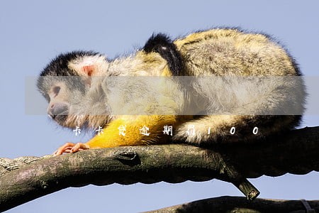卡卡贷逾期罚100