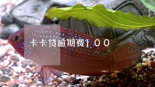 卡卡贷逾期费100 卡卡贷逾期费100