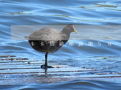 卡卡贷逾期逾期5年 卡卡贷逾期逾期5年
