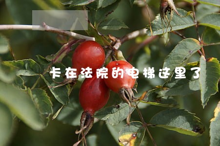 卡在法院的电梯这里了 卡在法院的电梯这里了
