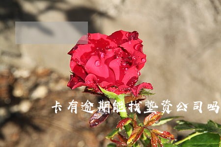 卡有逾期能找垫资公司吗