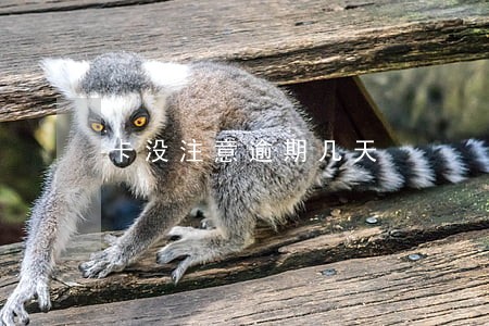 卡没注意逾期几天