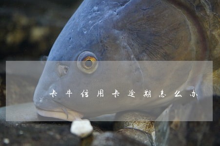 卡牛信用卡逾期怎么办 卡牛信用卡逾期怎么办