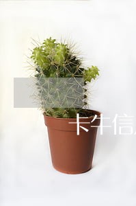 卡牛信用管家逾期上征信吗 卡牛信用管家逾期上征信吗