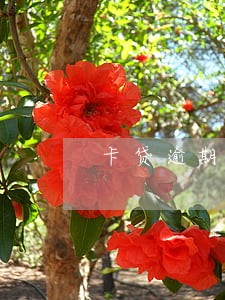 卡贷逾期算是信用逾期吗 卡贷逾期算是信用逾期吗