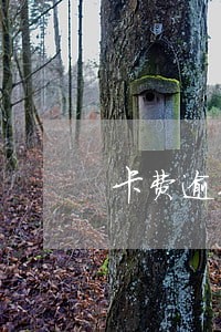 卡费逾期90天自动还款 卡费逾期90天自动还款