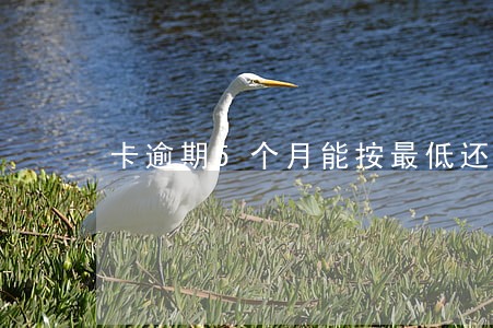卡逾期5个月能按最低还吗