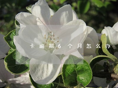卡逾期6个月怎么办