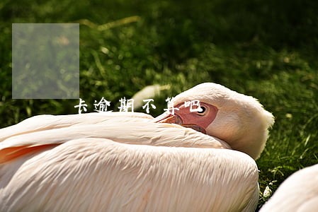 卡逾期不算吧