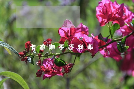 卡逾期不还利率