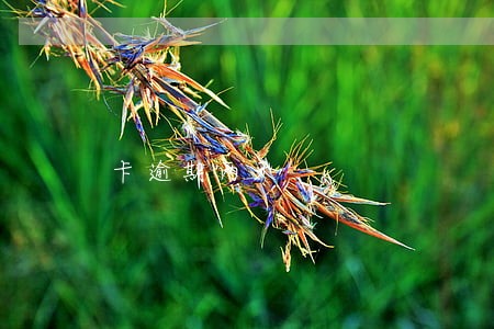 卡逾期两天