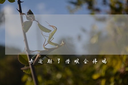 卡逾期了借呗会停吗