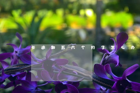 卡逾期五六个月了怎么办