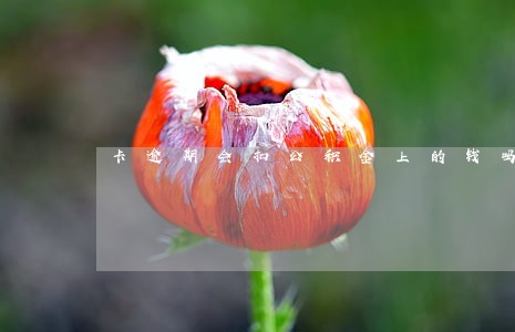 卡逾期会扣公积金上的钱吗