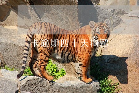卡逾期四十天拘留