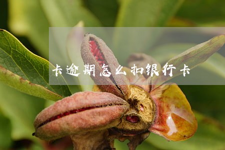 卡逾期怎么扣银行卡