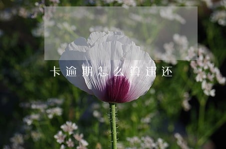 卡逾期怎么算违还