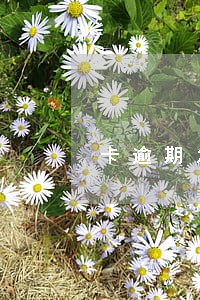 卡逾期怎样拉对账单