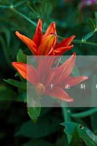 卡逾期持卡人已经去世