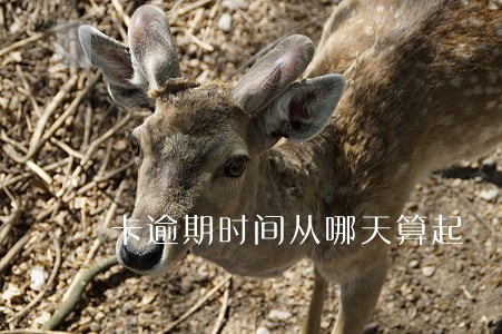 卡逾期时间从哪天算起